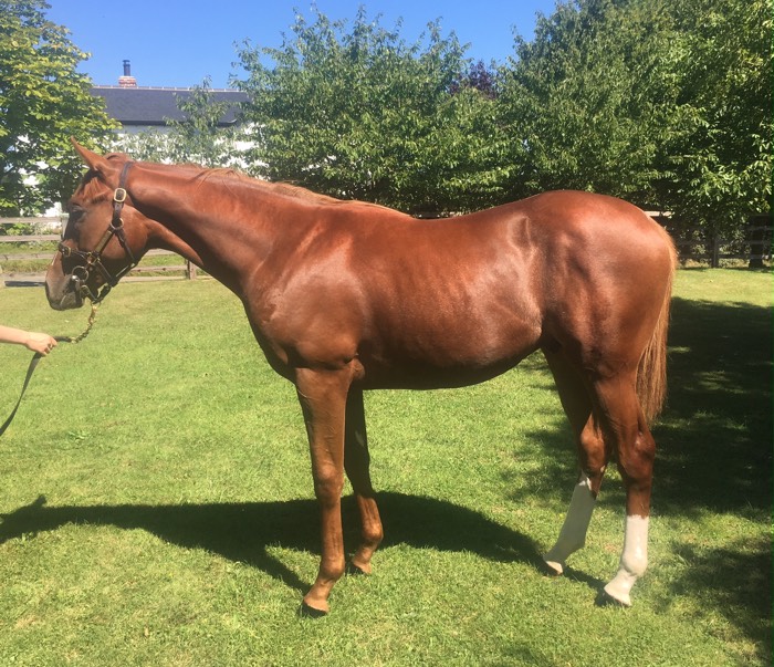 Lot 411 - Ch.C - Helmet (AUS) x Sensible (GB)