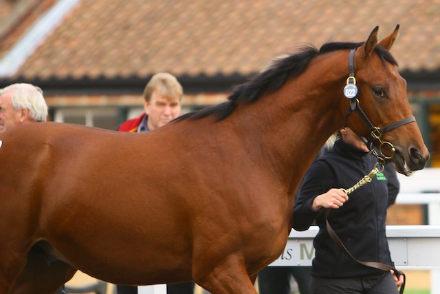 Houghton Bloodstock Hundon