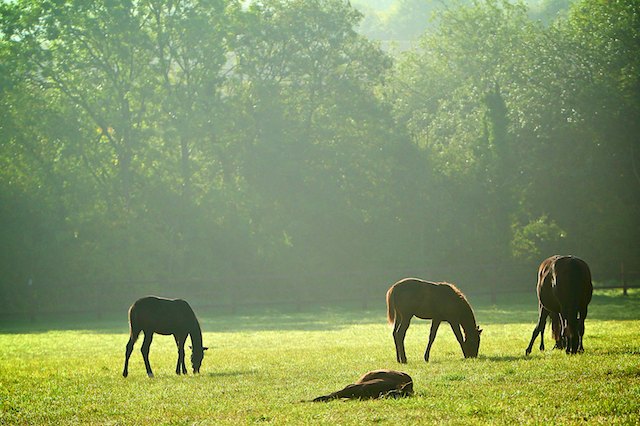 Houghton Bloodstock Hundon