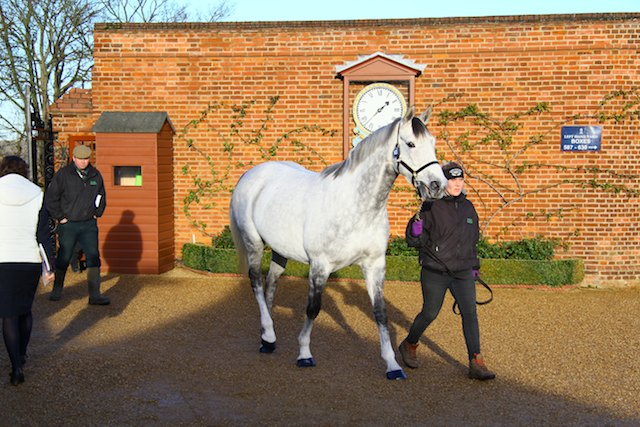 Houghton Bloodstock Foals
