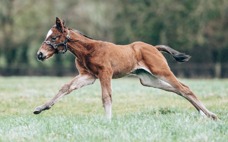 Shaquille x You're Back Bay Colt