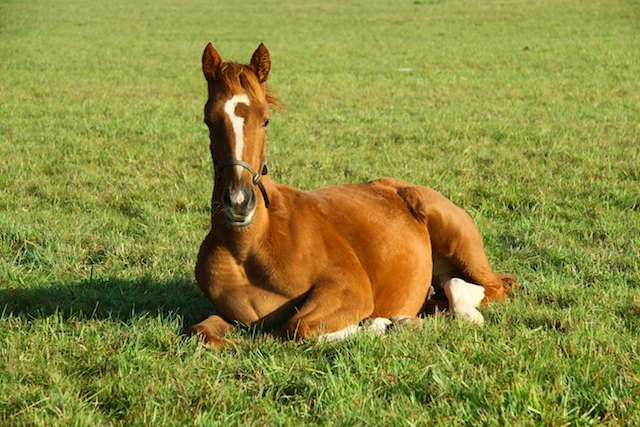 Houghton Bloodstock Foals