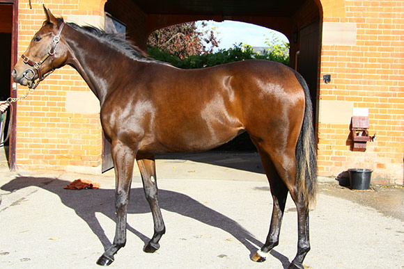 LOT 701 - Dutch Art Filly