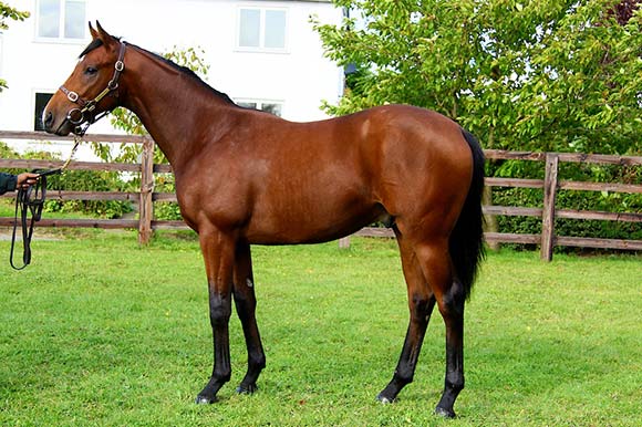 Medicean Colt Lot 1272