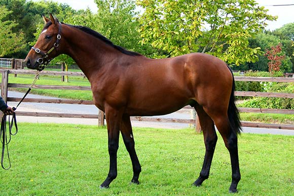 Nayef colt Lot 848