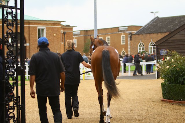 Houghton Bloodstock at Tattersalls yearling bloodstock sales