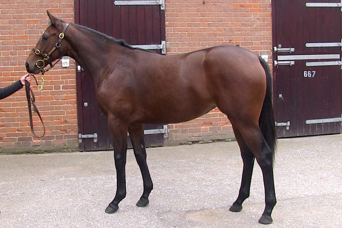 Lot 356 Rail Link x Darwinia