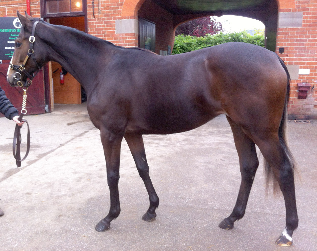 LOT 1664 - Tattersalls 2013 Yearling sale - Authorized