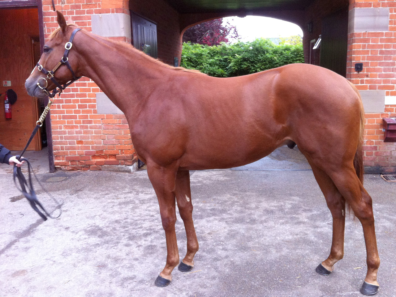 LOT 1698 - Tattersalls Oct Bloodstock sales - Bahamian Bounty