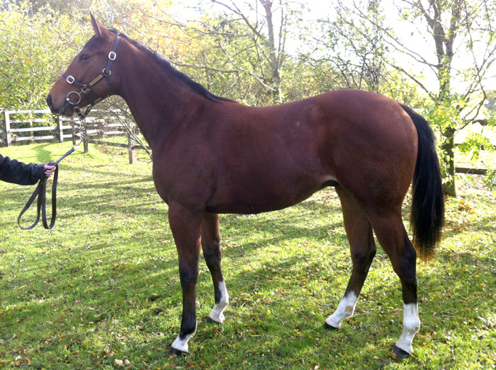 LOT 1779 - Multiplex bay colt for sale