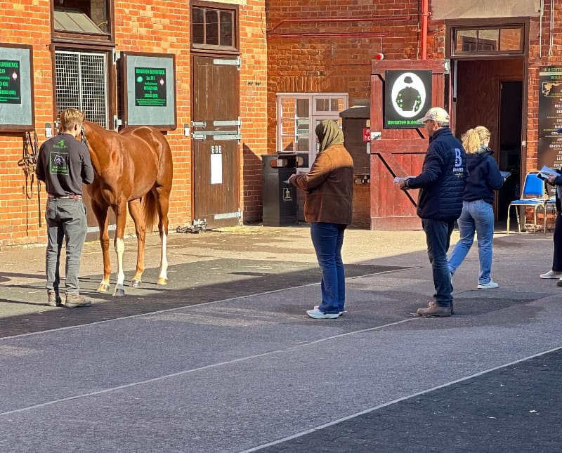 Viewing book 1 horses