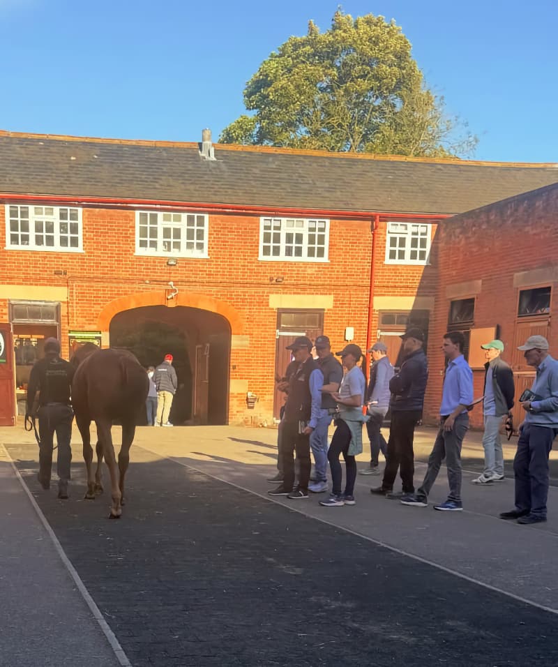 SViewing book 1 horses