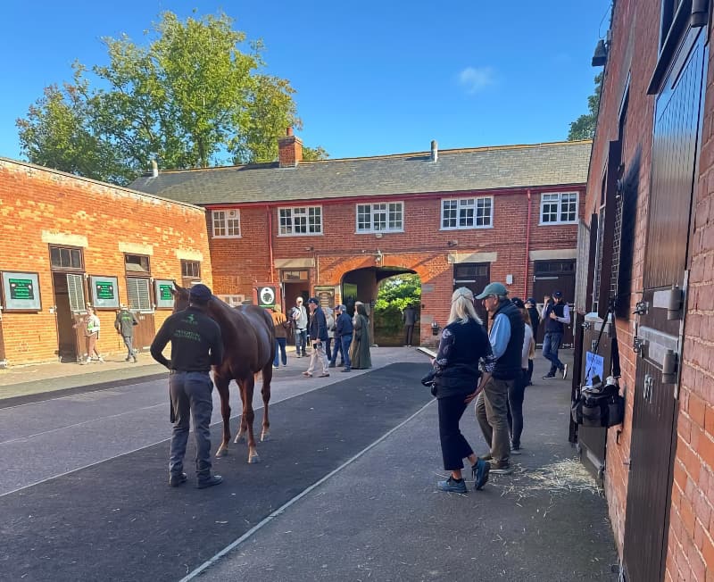 Viewing book 1 horses