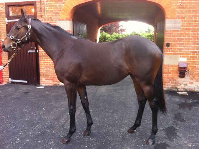 Lot 224 - Canford Cliffs (IRE) / Chincoteague (IRE) B.F.
