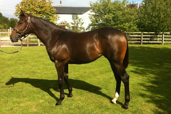 Cape Cross (IRE) / Cinerama (IRE) B.F.
