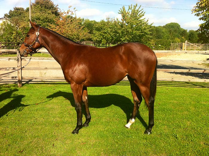 Lot 260 - Oasis Dream (GB) / Dashing (IRE) B.F.