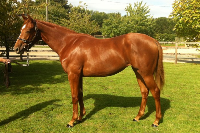 Lot 437 - Pivotal (GB) / Palace Affair (GB) Ch.F.