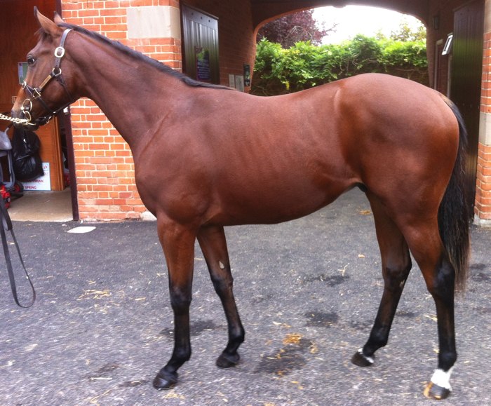 LOT 1367 Royal Applause (GB) / The Fugative (GB) B.C.