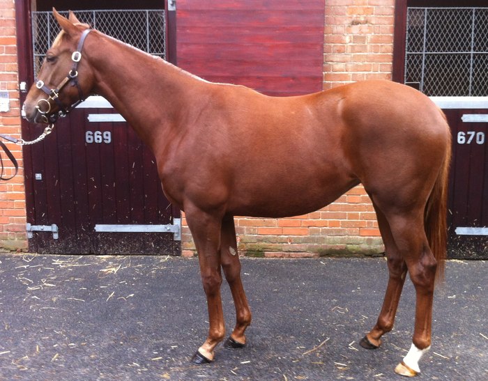 LOT 1426 - Kheleyf (USA) / Baddi Heights (FR) Ch.F.