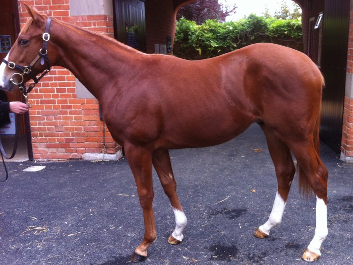 LOT 1434 - Showcasing (GB) / Blond Moment (USA) Ch.C.