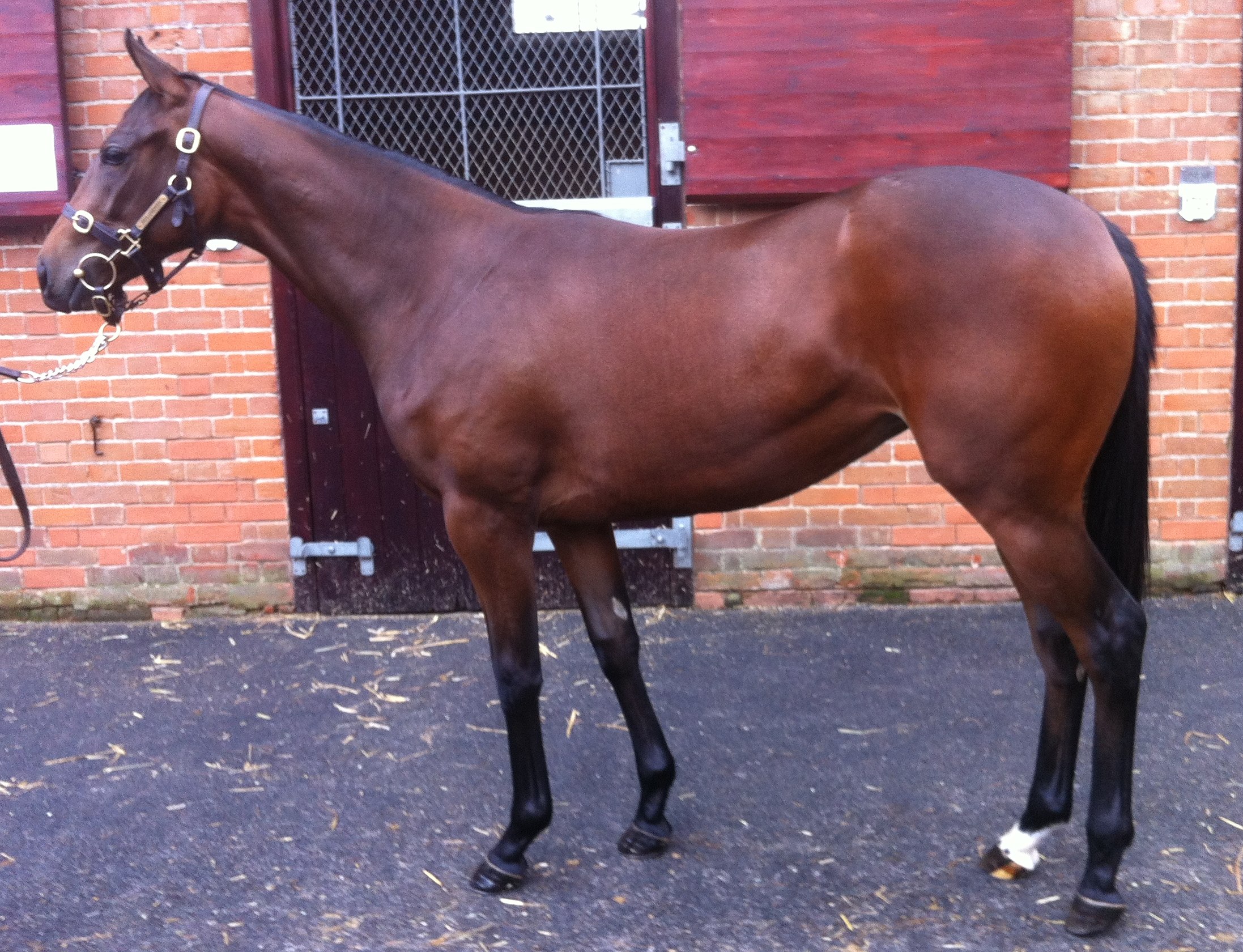 LOT 1454 - Royal Applause (GB) / Carollan (IRE) B.F.