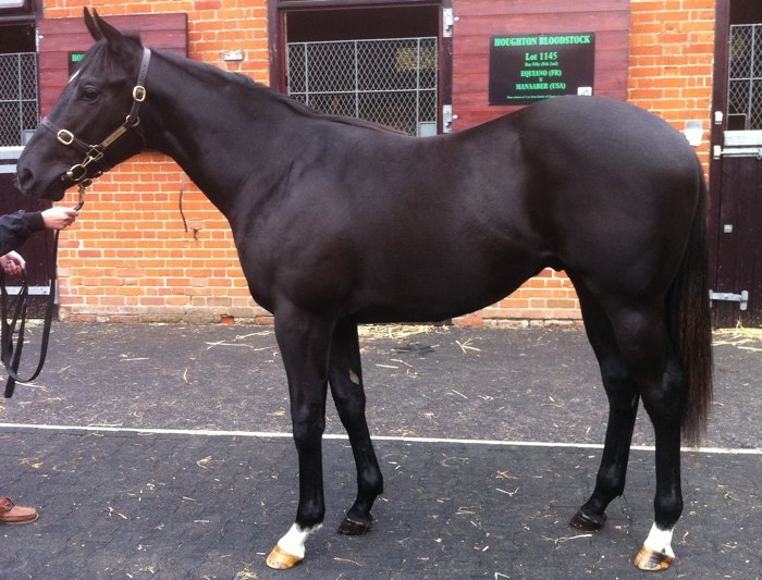 LOT 1498 - Kheleyf (USA) / Fantastic Santanyi (GB) Br.C.