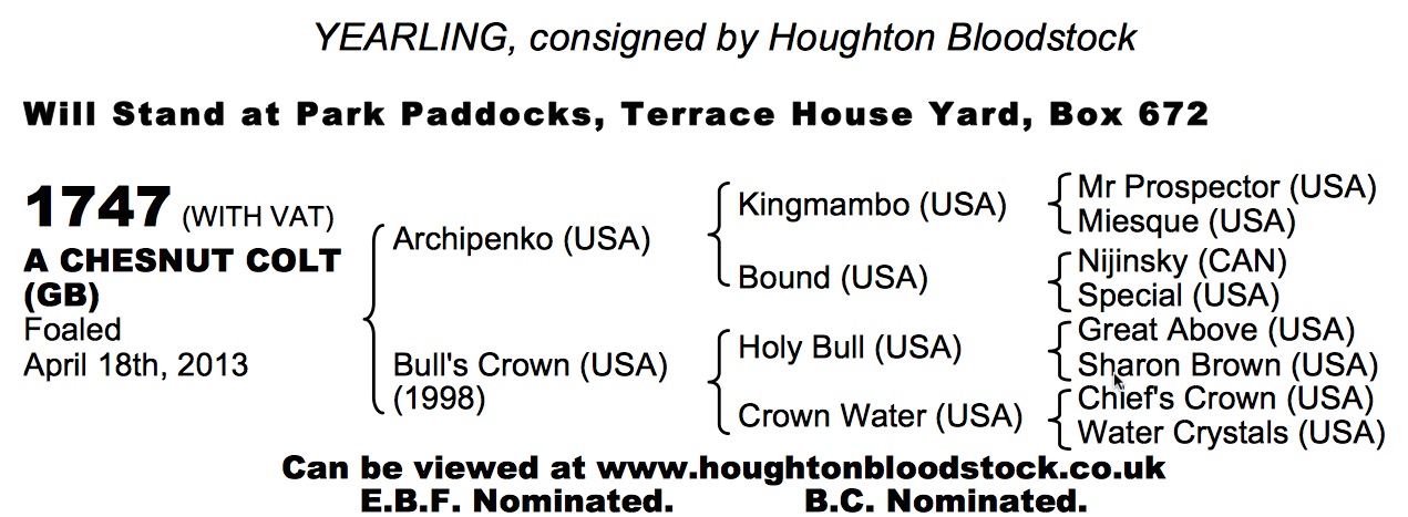 LOT 1747 - Archipenko (USA) / Bull's Crown (USA) Ch.C.