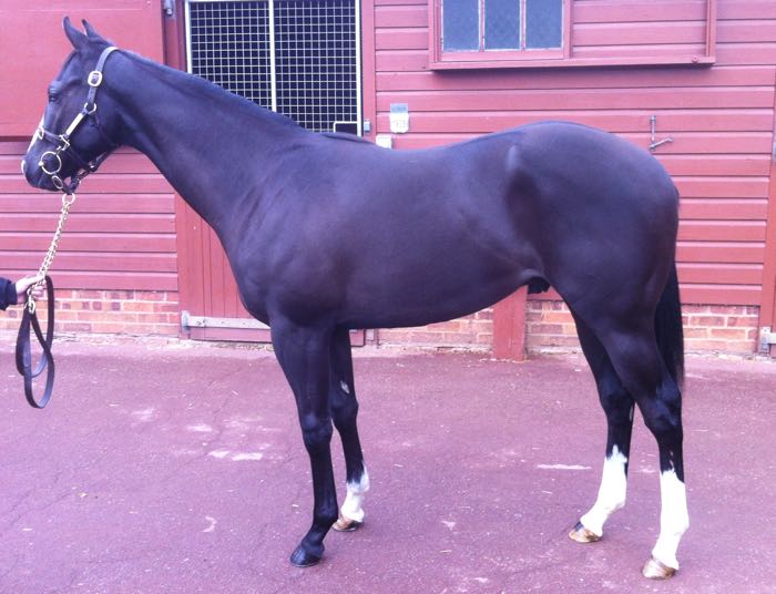 LOT 1920 - Dick Turpin (IRE) / Delphic Way (GB) B.C.