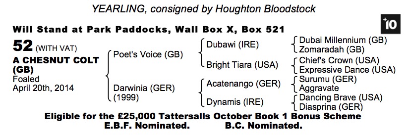 Lot 144 - Born To Sea (IRE) / Dame Alicia (IRE) B.C. 