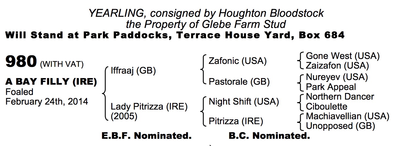 LOT 980 - Iffraaj (GB) / Lady Pitrizza (IRE) B.F.