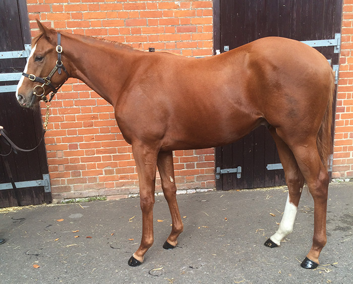 LOT 1856 - Medicean (GB) / Cockney Fire (GB) Ch.C.