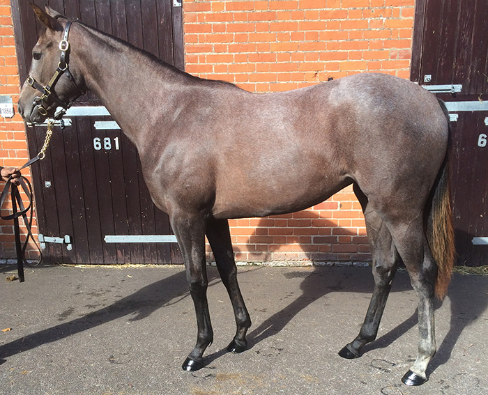 LOT 1907 - Zebedee (GB) / Fountains Abbey (USA) Ch.F.