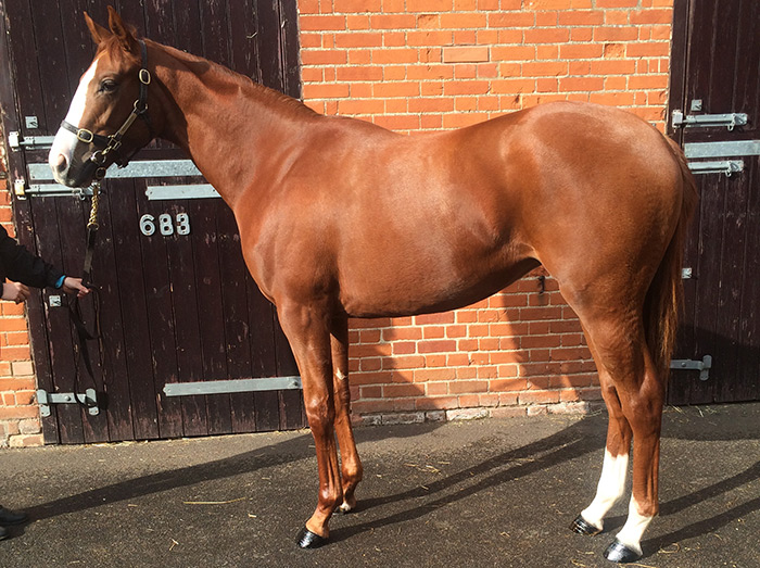LOT 2104 - Power (GB) / Uvinza (GB) Ch.F.