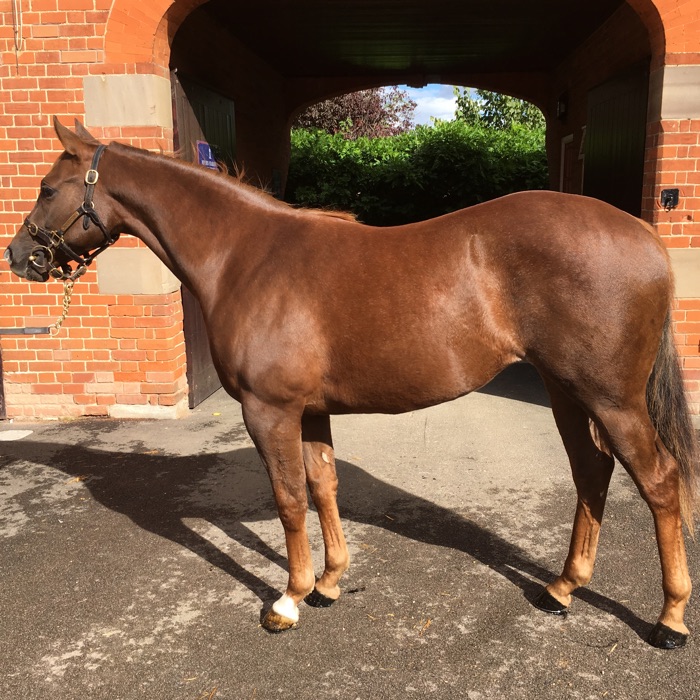 Lot 141 - Exceed And Excel (AUS) / Lady of The Desert (USA) Ch.F.