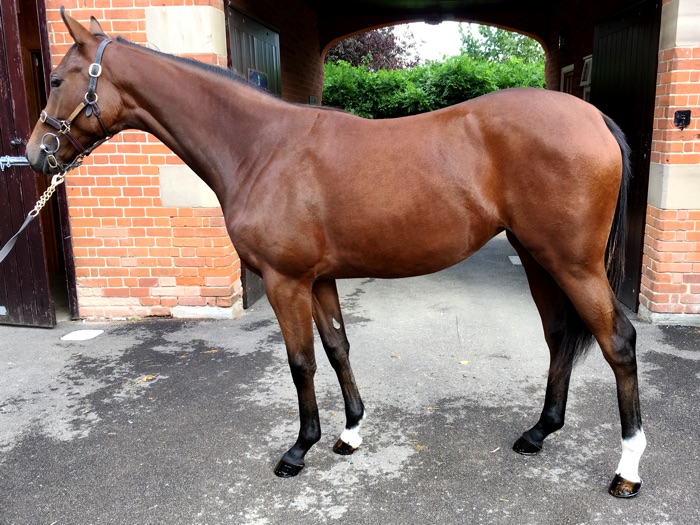 Lot 15 - Exceed And Excel (AUS) / Dixie Belle (GB) B.F