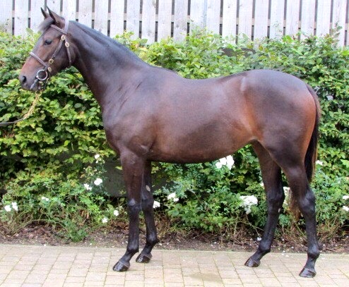 Lot 209 - Iffraaj (GB) / Moma Lee (GB) B.F. 