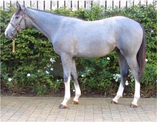 Lot 217 - Dark Angel (IRE) / Mundus Novus (USA) Gr.C.