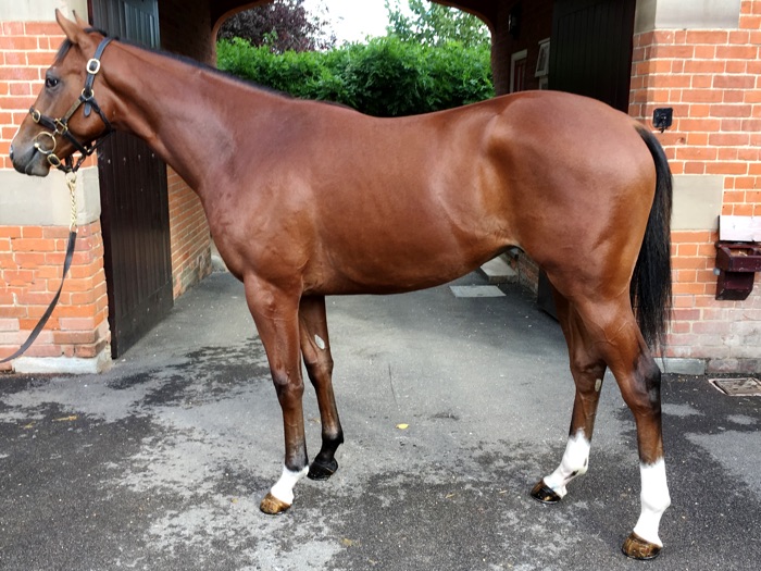 Lot 259 - Pivotal (GB) / Powdermill (GB) B.C.