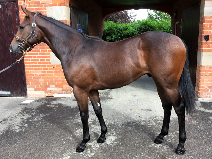 Lot 261 - Ledham (IRE) B.C. by Sea The Stars (IRE) x Prime Run (GB)  