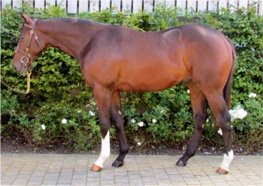 Lot 341 - Camelot (GB) / Spritza (IRE) B.C.