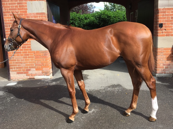 Lot 365 - Dutch Art (GB) / Tahirah (GB) Ch.C.