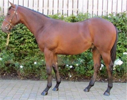 Lot 533 - Shamardal (USA) / Chiosina (IRE) B.C.