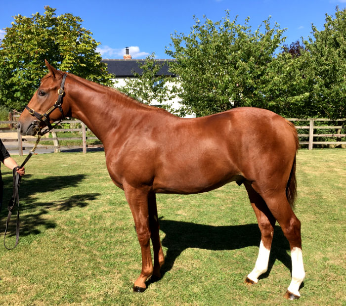 Lot 71 - Champs Elysees (GB) / Galicuix (GB) Ch.C.