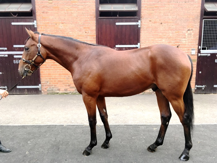 LOT 1004 - Champs Elysees (GB) / Ruffled (GB) B.C.