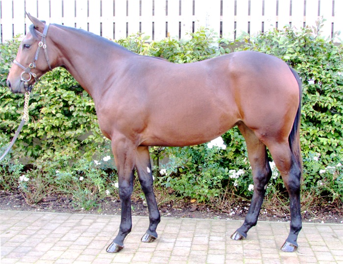 LOT 1244 - Holy Roman Emperor (IRE) / Ballyalla (GB) B.F.