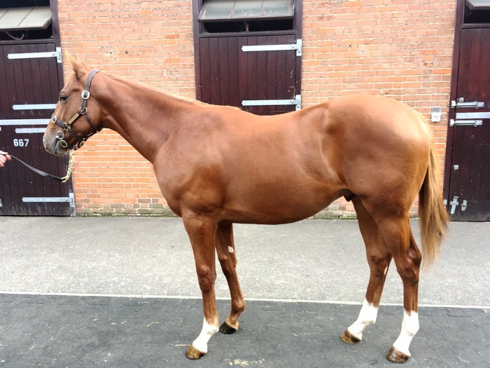 LOT 1279 - Farhh (GB) / Bukhoor (IRE) Ch.C.