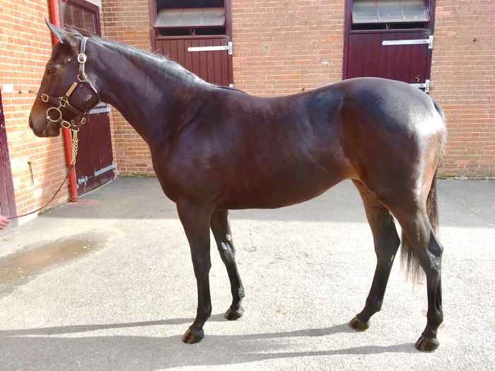 LOT 595 - Cape Cross (IRE) / Dubai Cyclone (USA) B.F.