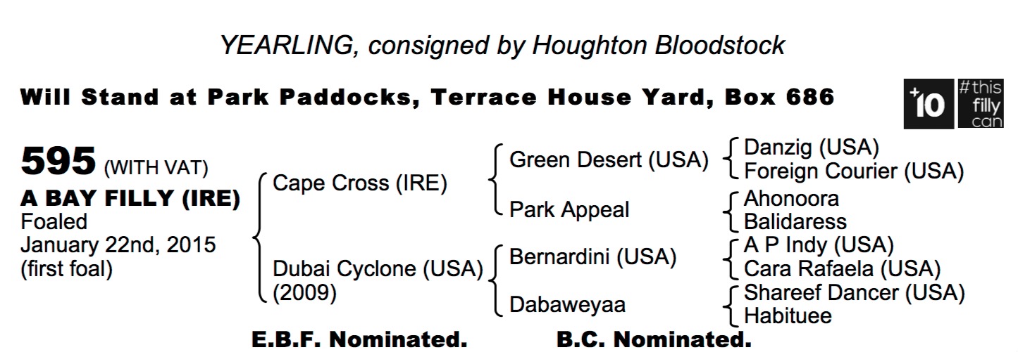 LOT 595 - Cape Cross (IRE) / Dubai Cyclone (USA) B.F.