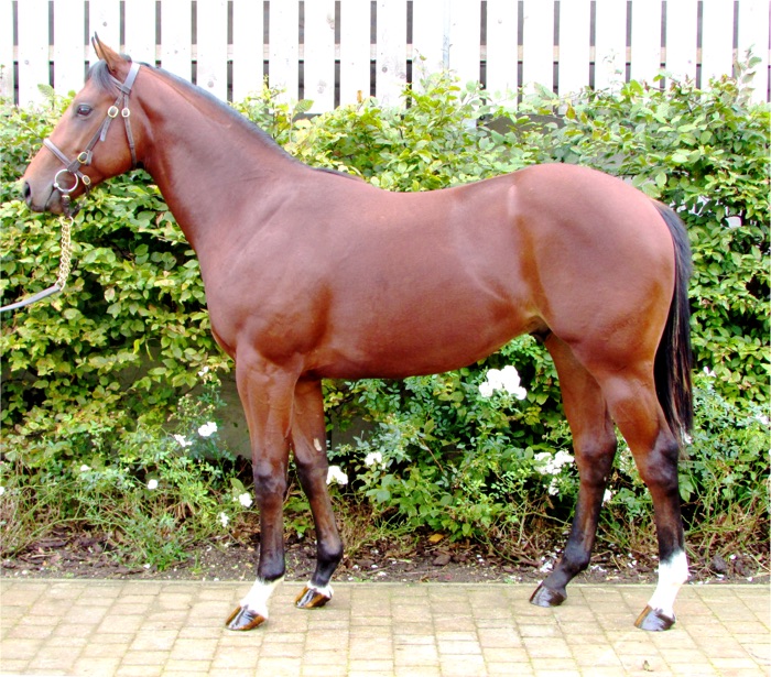 LOT 744 - Holy Roman Emperor (IRE) / Inagh River (GB) B.C.