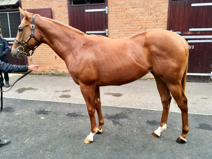 LOT 916 - Mayson (GB) / Palais Polaire (GB) Ch.C.